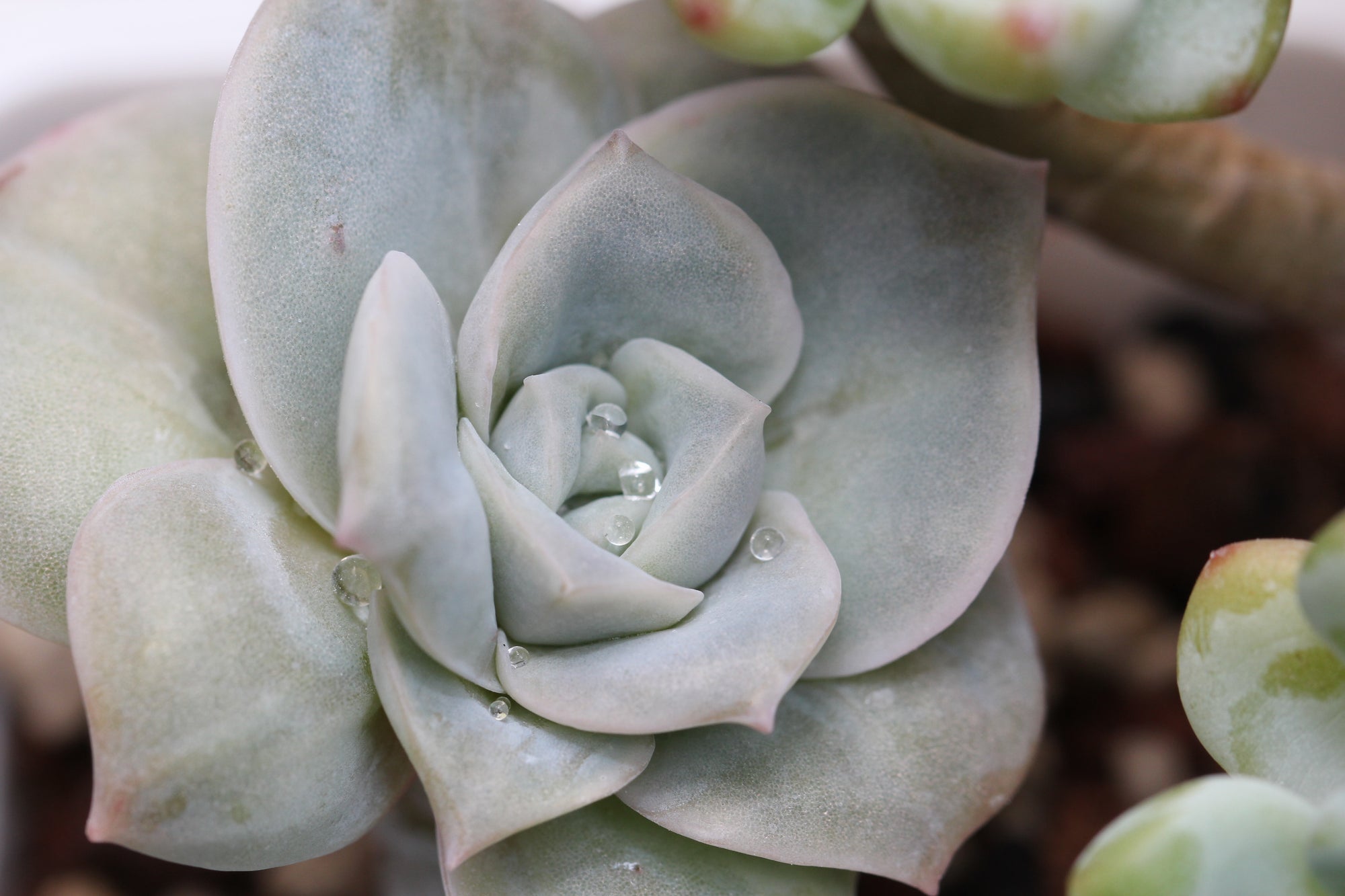 Is rainwater really good for my plants?