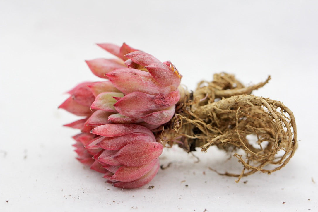 Bare Root Succulents