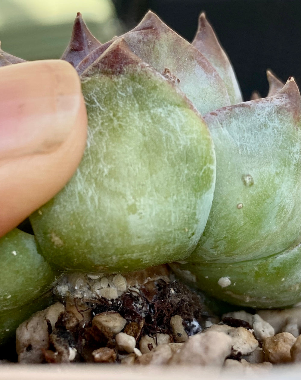 All About Mealybugs