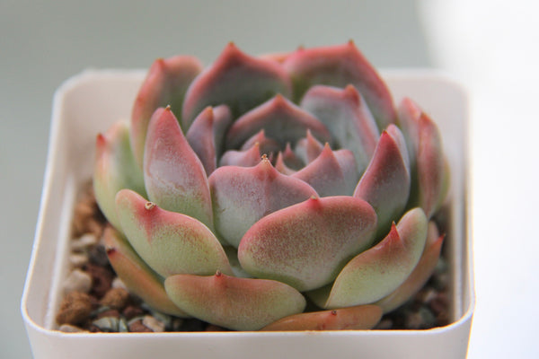 E. Rosanna (L)