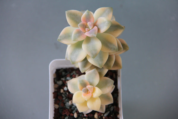 Graptoveria Titubans (variegata)