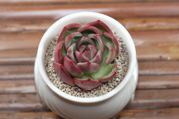 E. Pink Champagne