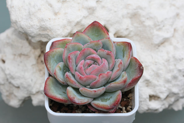 E. Amabile (a.k.a. Strawberry Cake)