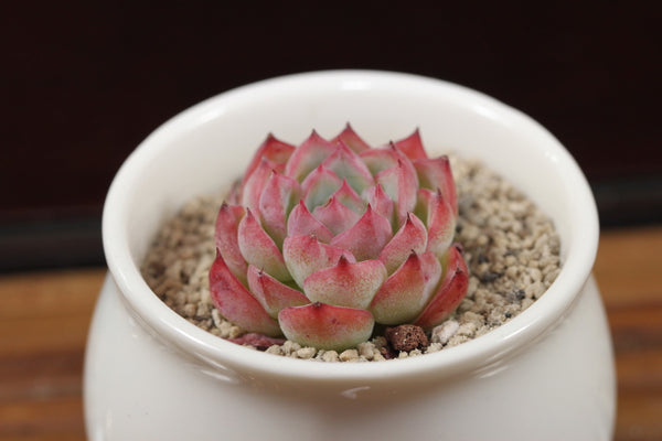E. Pink Crystal