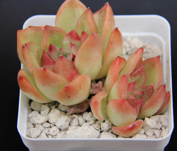 E.Floriditi