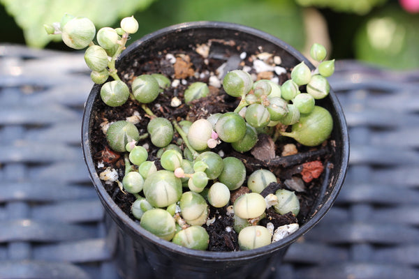 String of Pearls (variegated) (C)