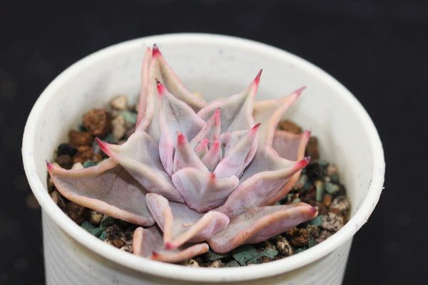 E.Madiba