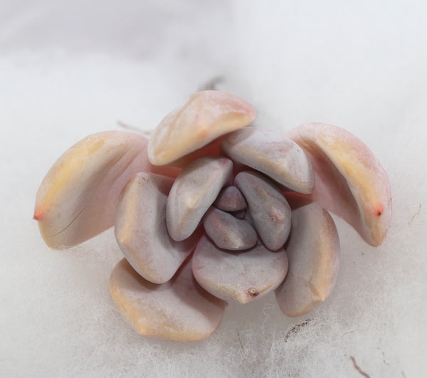 E. Tiramisu