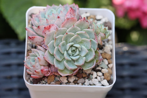 Echeveria Violetta (cluster)