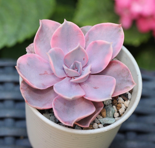 Echeveria Rainbow West