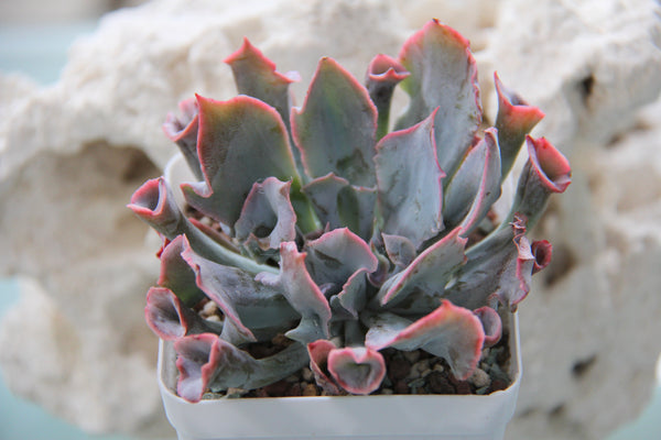 Echeveria Trumpet