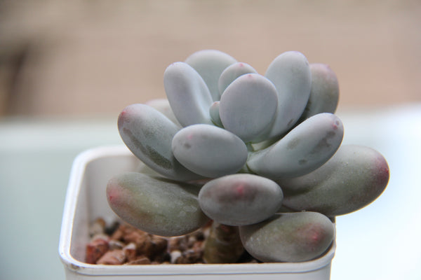 Pachyphytum cv Momobijin