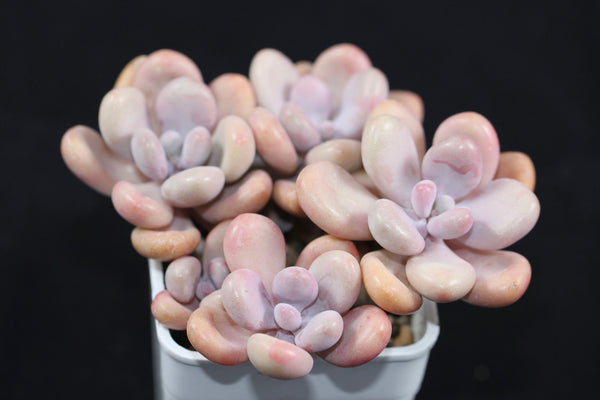 Graptopetalum Amethystinum