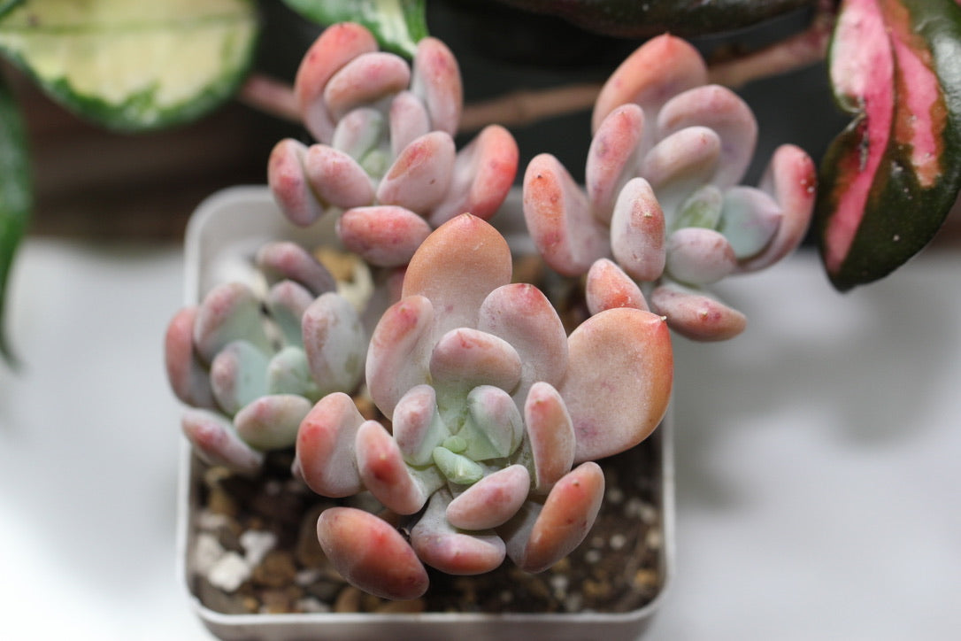 E. Rolypoly (cluster)