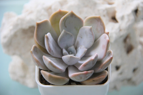 Echeveria Tiramisu (L)