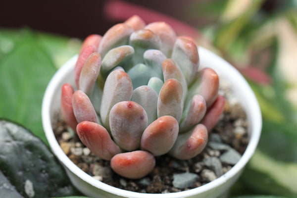 Pachyveria Pachyphytoides Walth