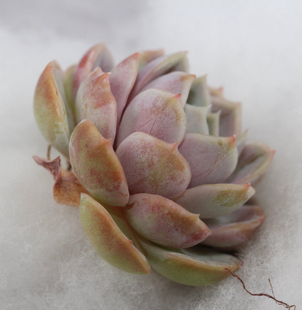 E. Blue Surprise