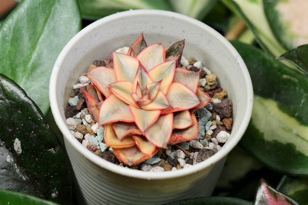 E. Monocerotis
