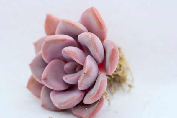 Graptoveria  "Debbie"