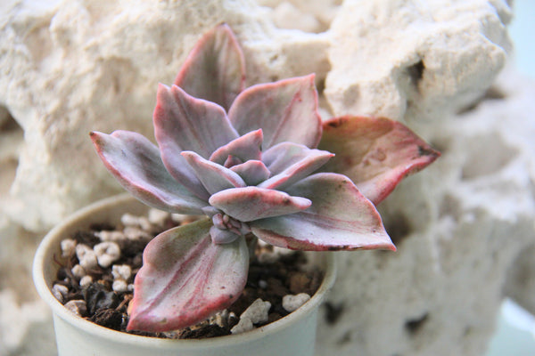 Echeveria Bainessi (varigated)