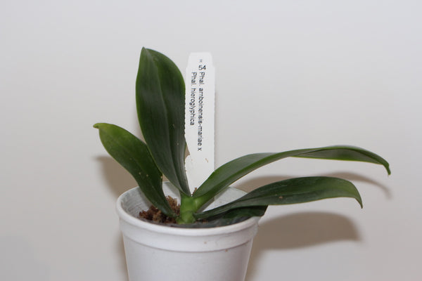Phal. Amboinensis-mariae x Phal. Hieroglyphica