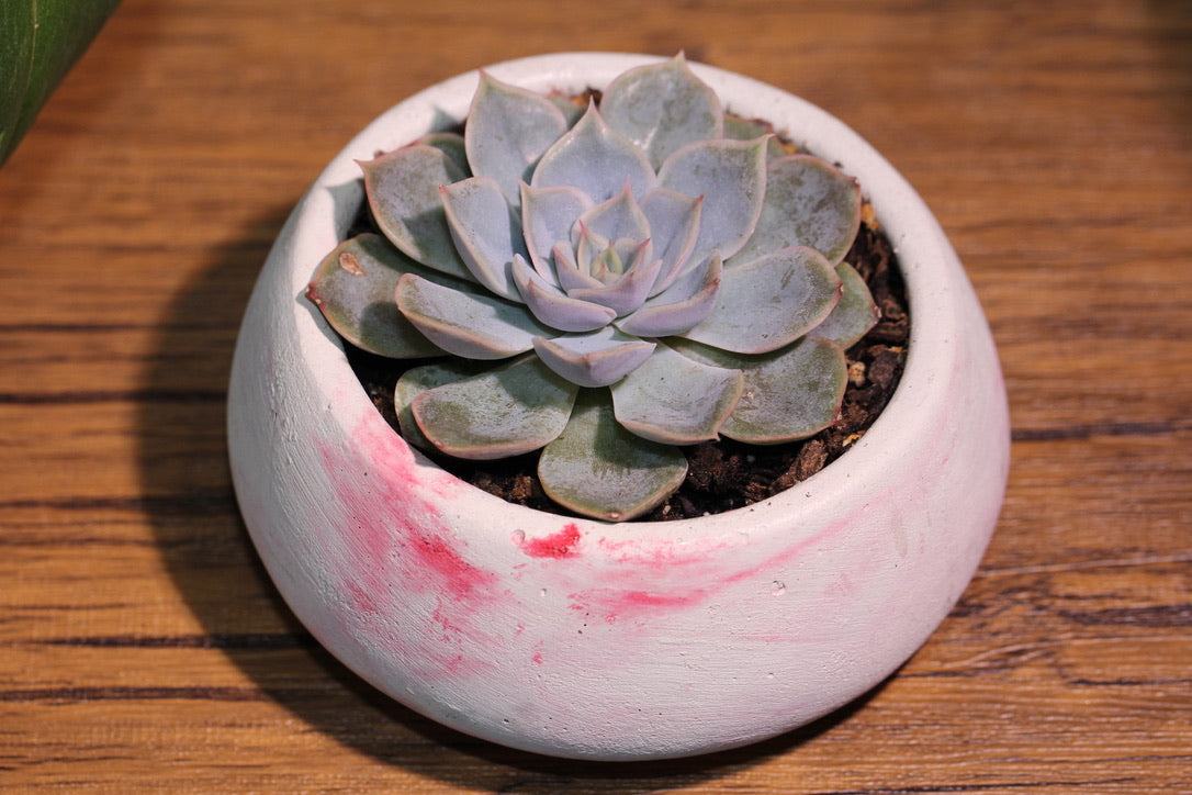 Pink Marble Concrete Planter with Succulent