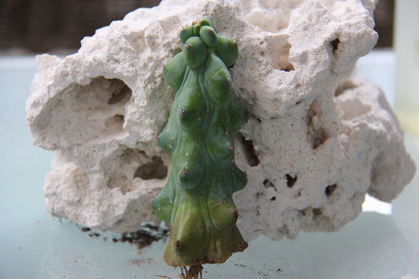 Myrtillocactus geometrizans cv. fukurokuryuzinb