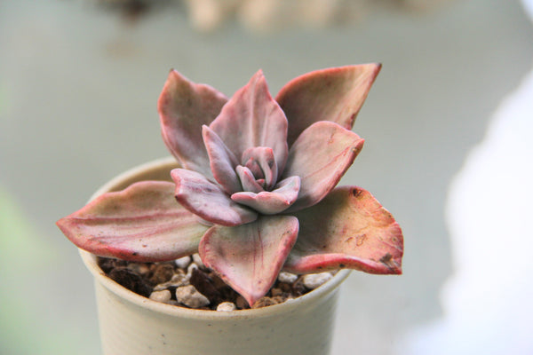 Echeveria Bainessi (varigated)