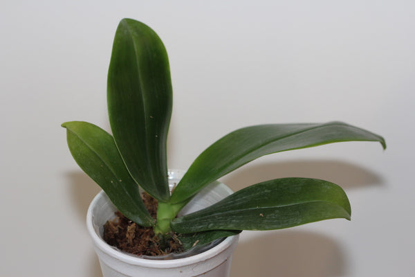 Phal. Amboinensis-mariae x Phal. Hieroglyphica