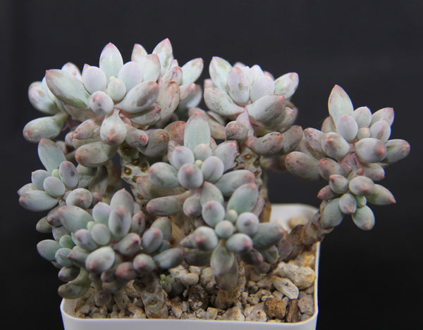 Pachyphytum Machucae(baby finger)
