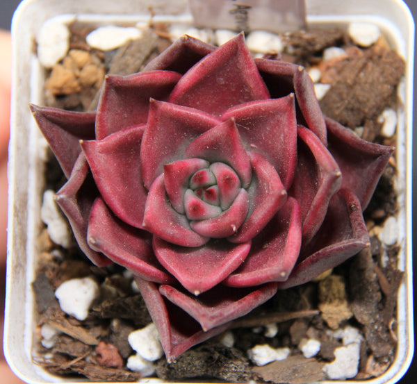 E. Romeo