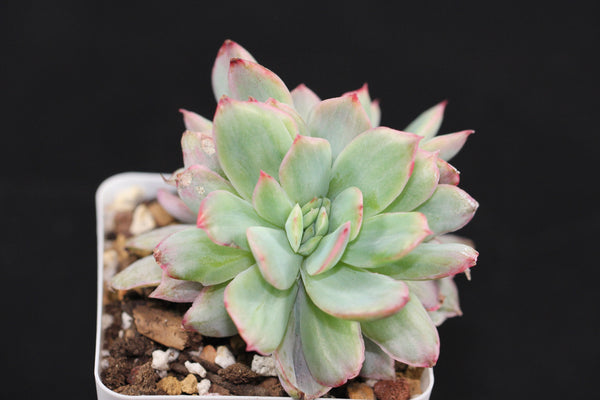 E. Luella (var)