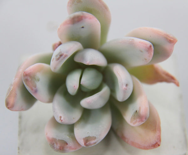 E. Simonoasa (variegata)