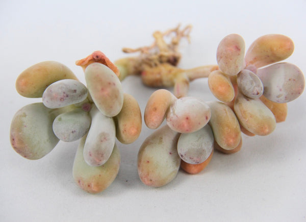 Pachyphytum ovefeum cv. momobijin