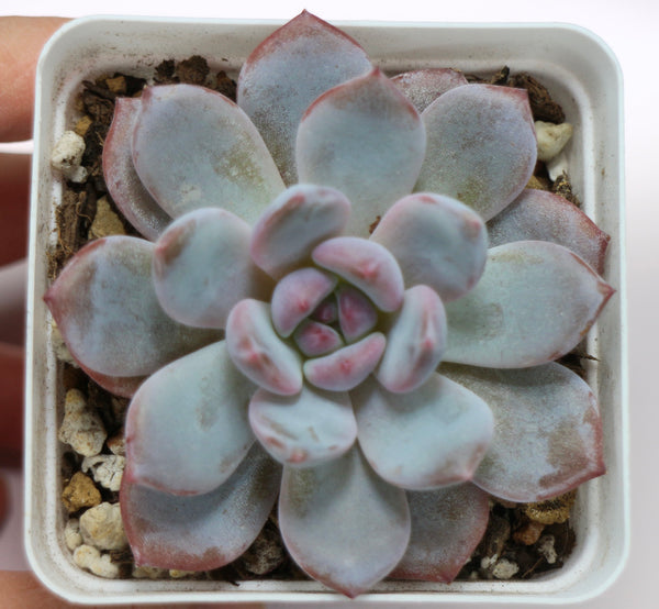 E. Elegans Potosina