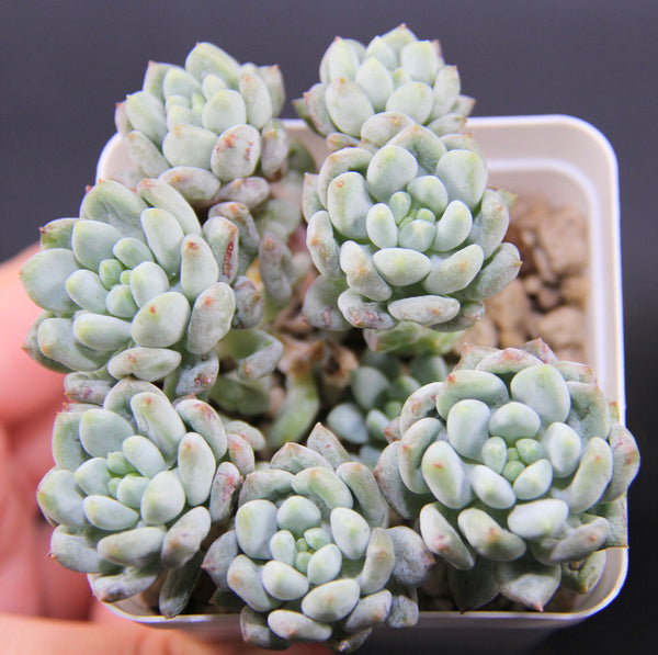 E. Crownball