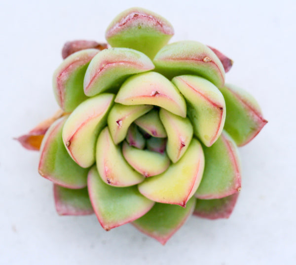 Fiesta (variegated) - very rare
