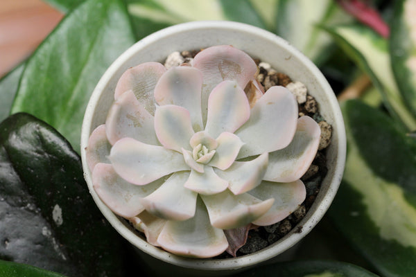 E.Akaihosi