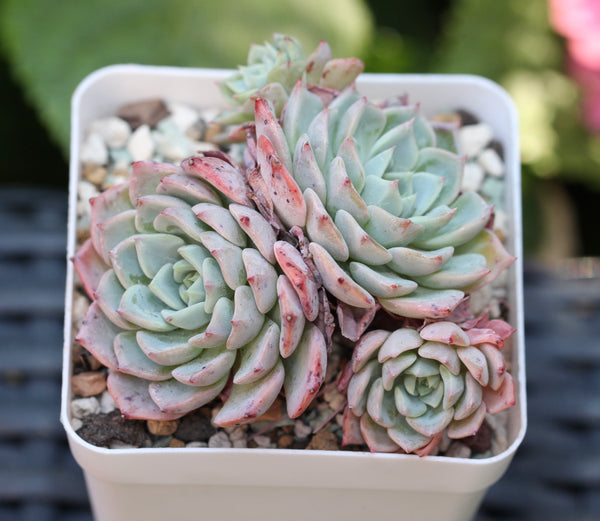 Echeveria Violetta (cluster)