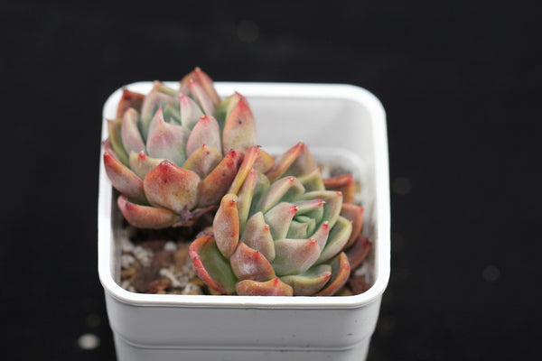 E. Raspberry Ice