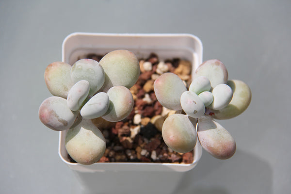 Pachyphytum cv Momobijin