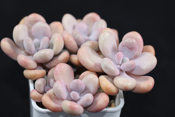 Graptopetalum Amethystinum
