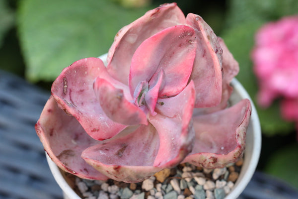 E. Golden State (Variegated)