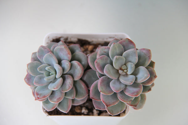 Echeveria Amor Party