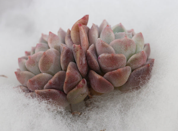 E. Pink Spot