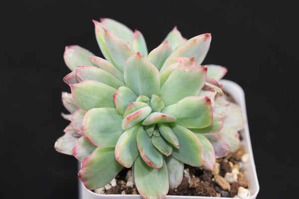 E. Luella (var)