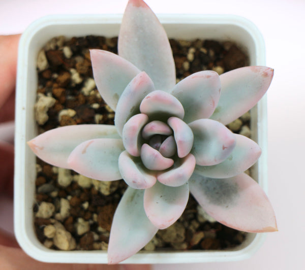 E. Simonoasa (variegata)