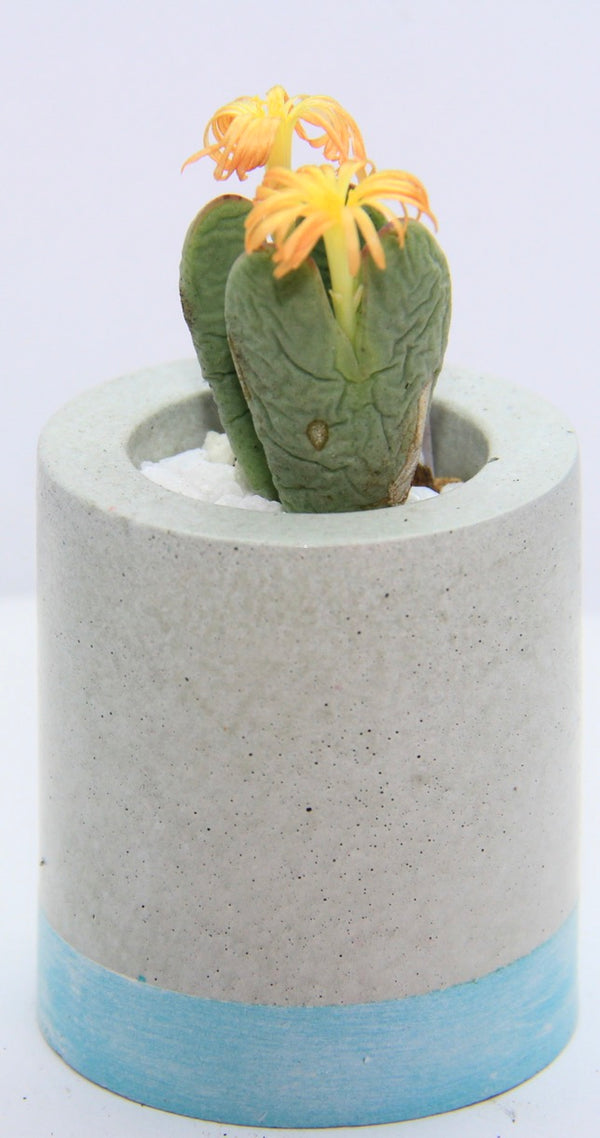 Shot-glass Concrete Planter with rare Succulent