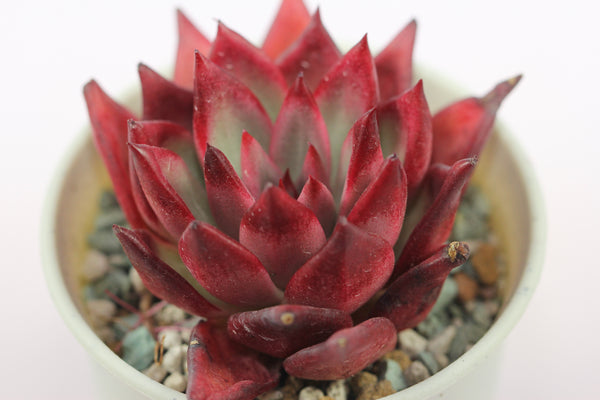 Echeveria spp. (L)