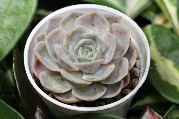 E. Blue Surprise
